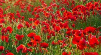 POPPY DRIVE – The annual Poppy Drive begins on November 6 and ends on November 10. Families are reminded to make a donation to Canada’s veterans. Families can donate to this worthy […]
